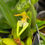 Thumbnail: Bulbophyllum lasiochilum semi-alba