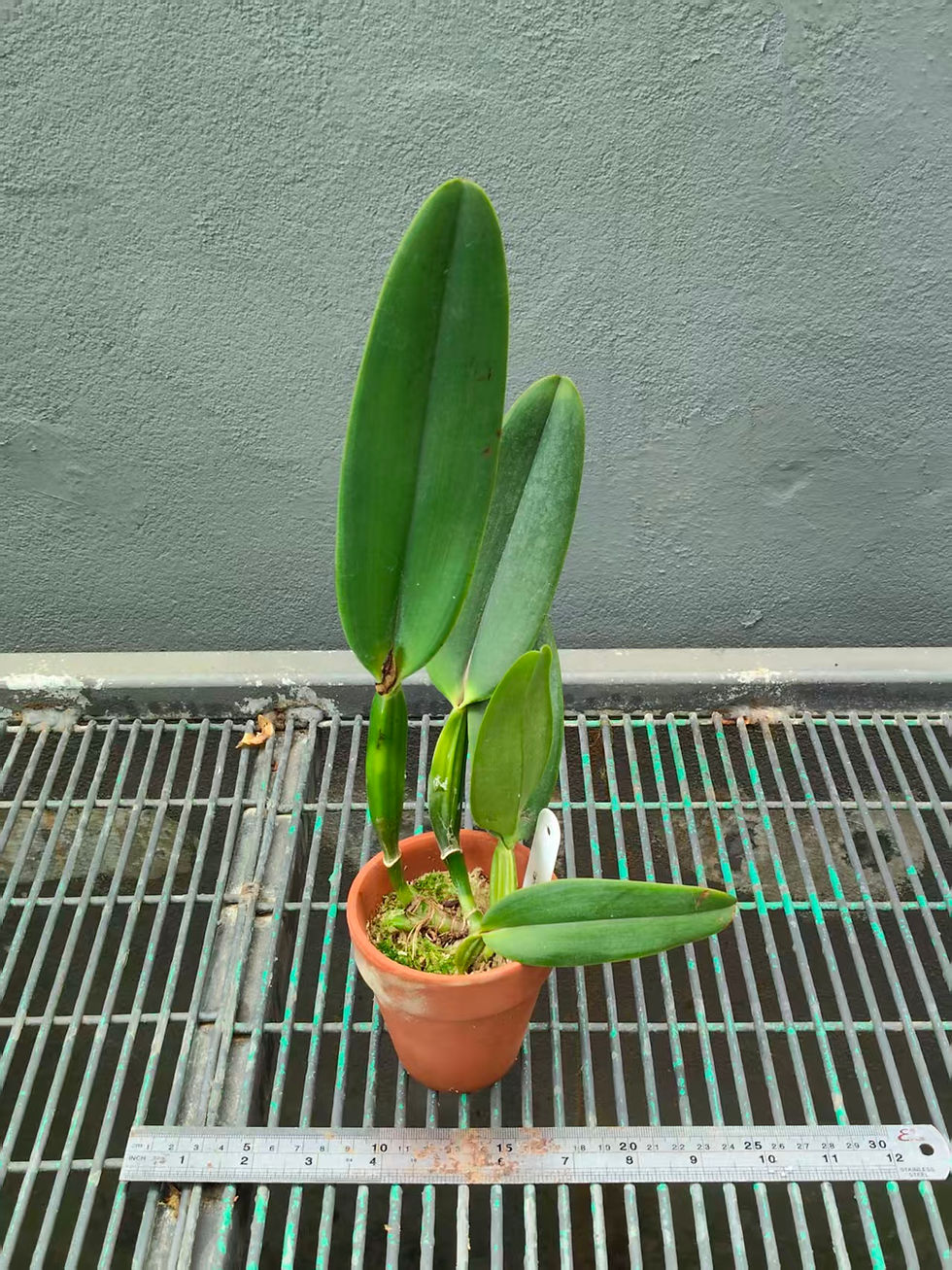 Thumbnail: Cattleya labiata carnea