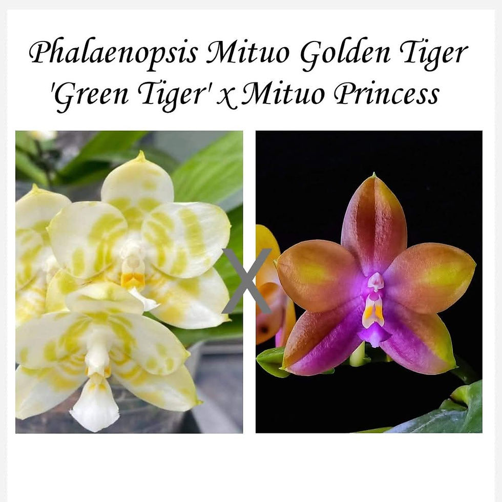 Thumbnail: Phalaenopsis Mituo Golden Tiger 'Green Tiger' x Mituo Princess 