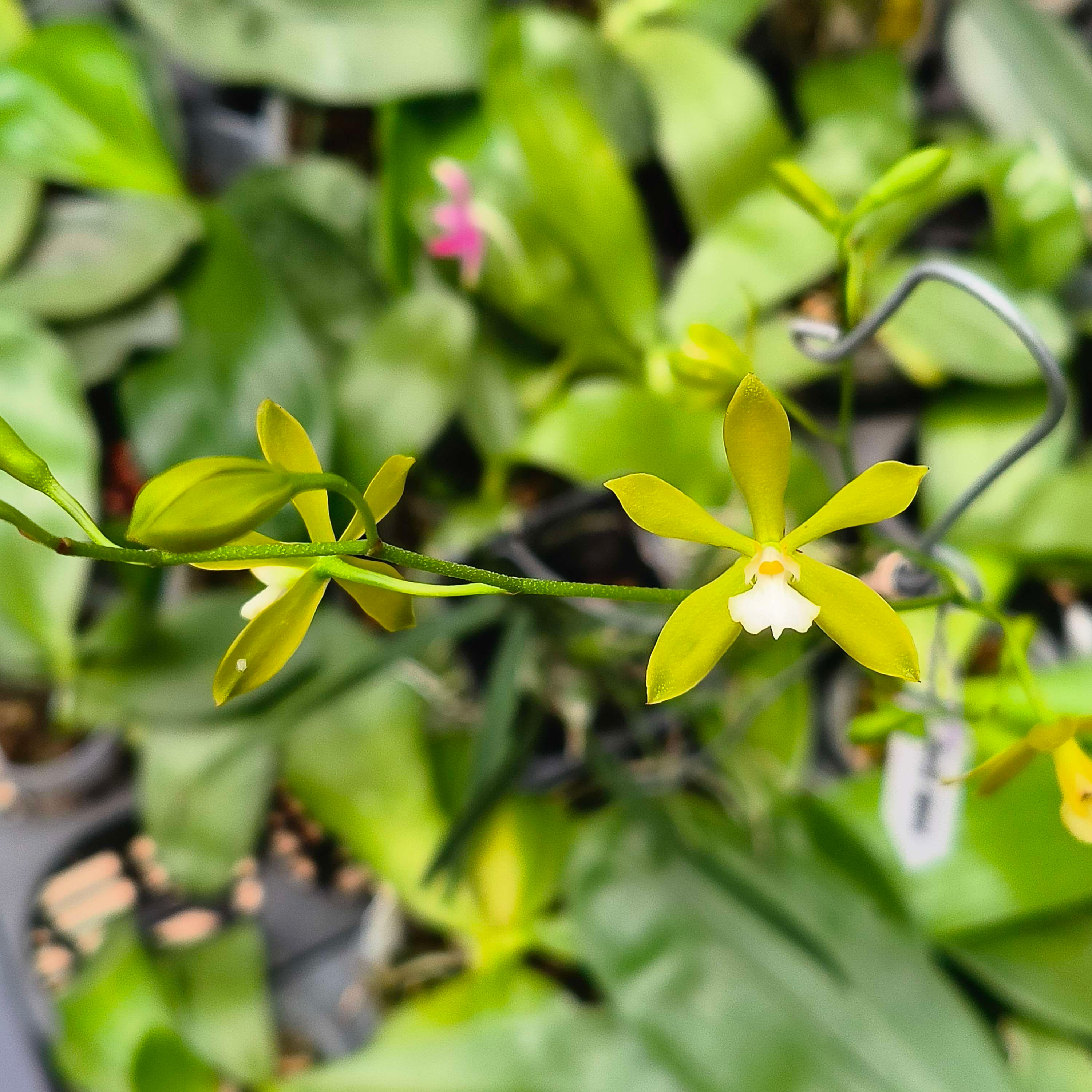 Encyclia tampensis alba