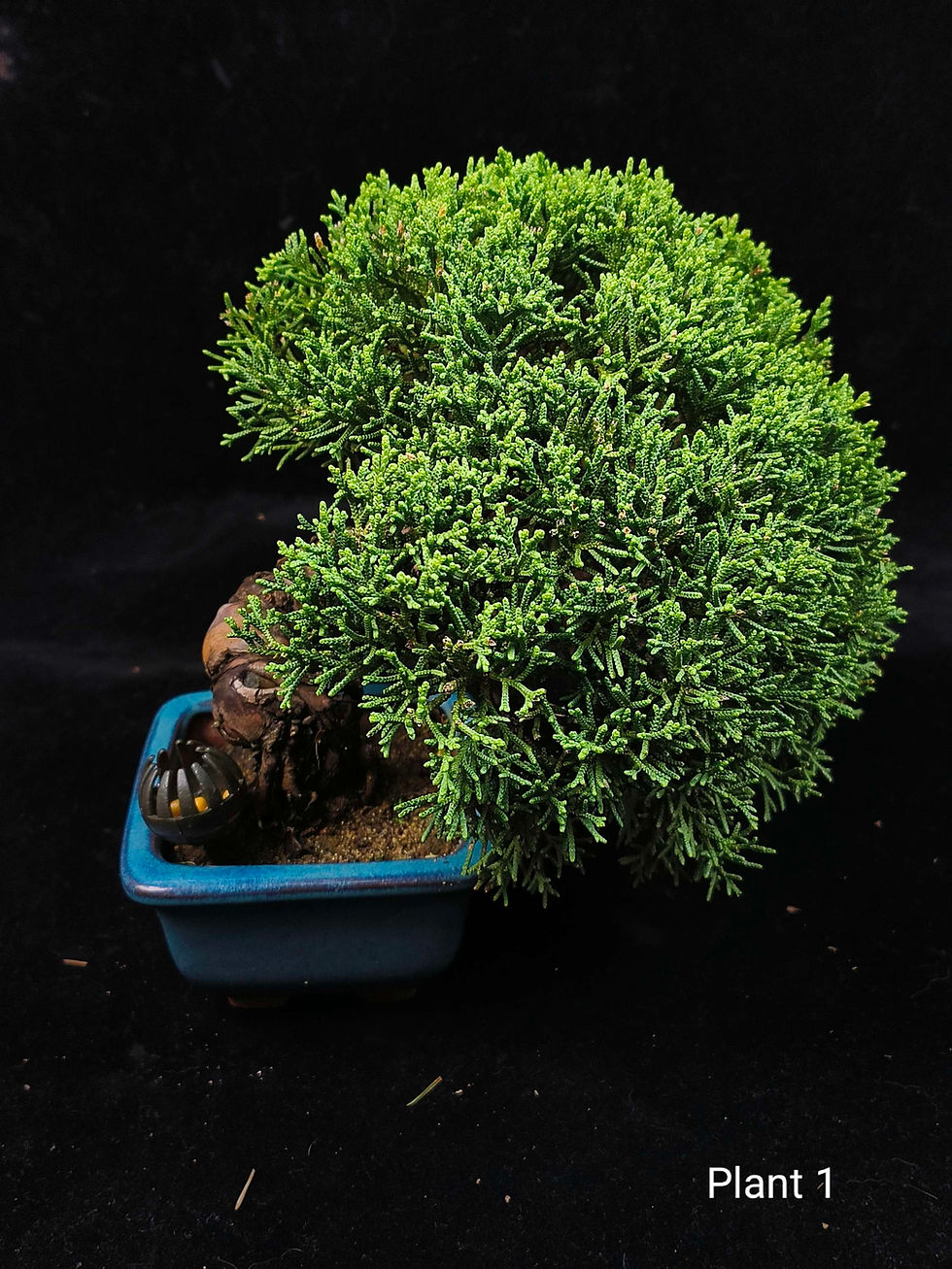 Thumbnail: Juniperus chinensis (Japanese Itoigawa Shimpaku 日本糸魚川真柏)