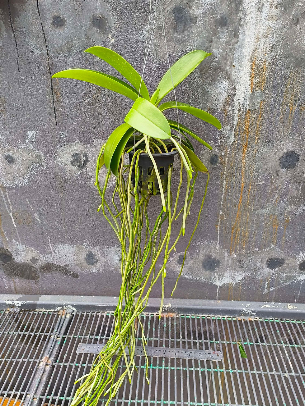 Thumbnail: Phalaenopsis cornu-cervi 