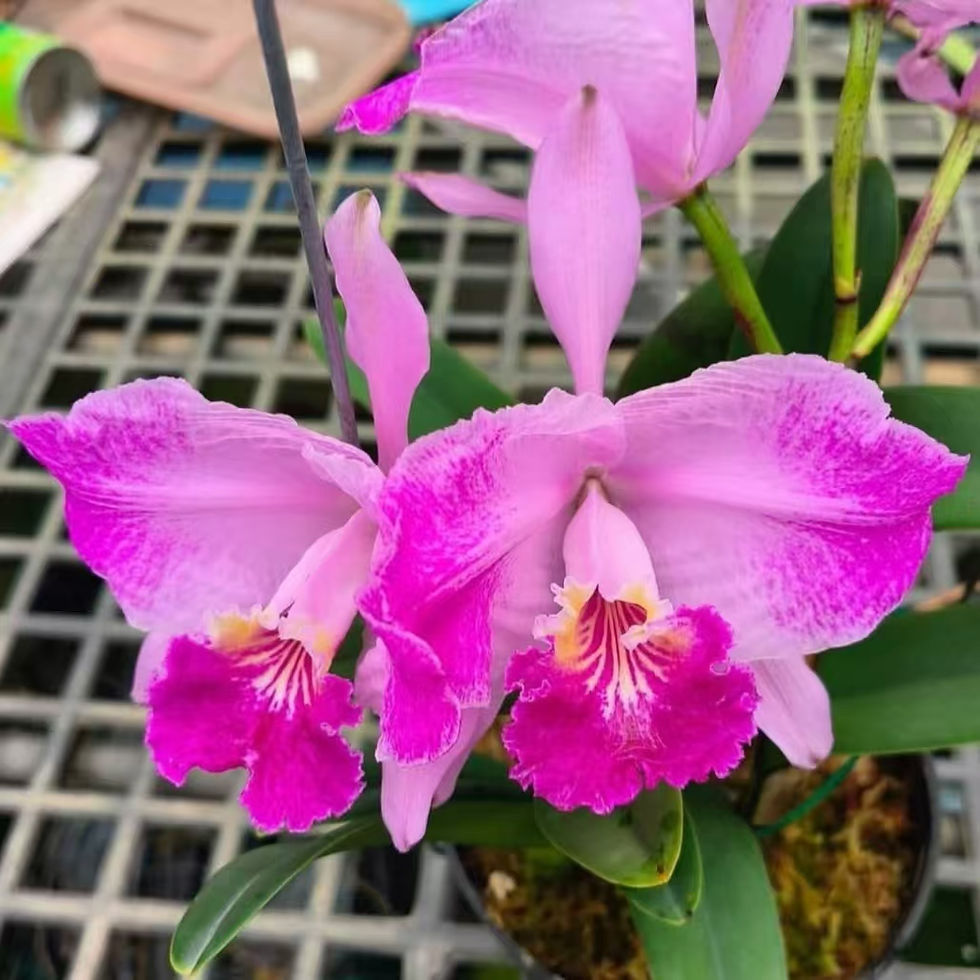 Thumbnail: Cattleya lueddemanniana flamea 'round'