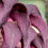 Thumbnail: Bulbophyllum fletcherianum