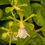 Thumbnail: Encyclia cordigera alba