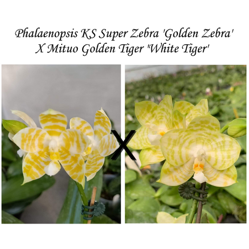 Phalaenopsis KS Super Zebra 'Golden Zebra' x Mituo Golden Tiger 'White