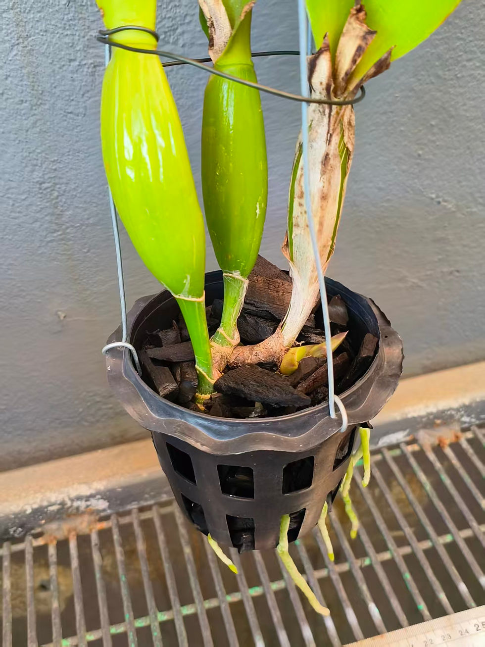 Thumbnail: Cattleya trianae semi-alba 'Okada' SM/JOGA