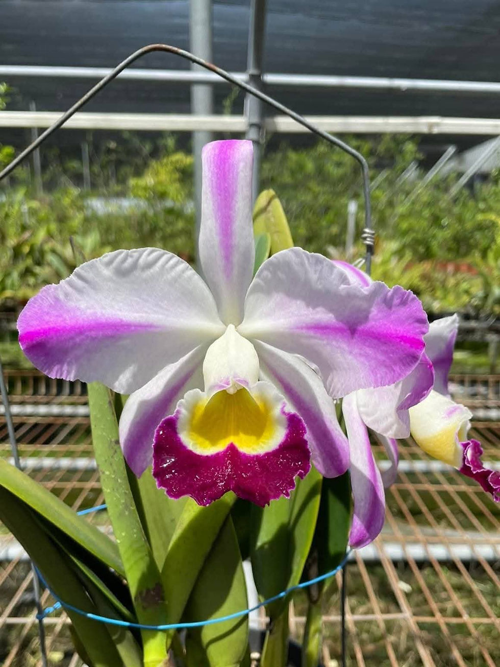 Thumbnail: Cattleya wallisii f. fantasia 'Fairy' SBM/JOGA