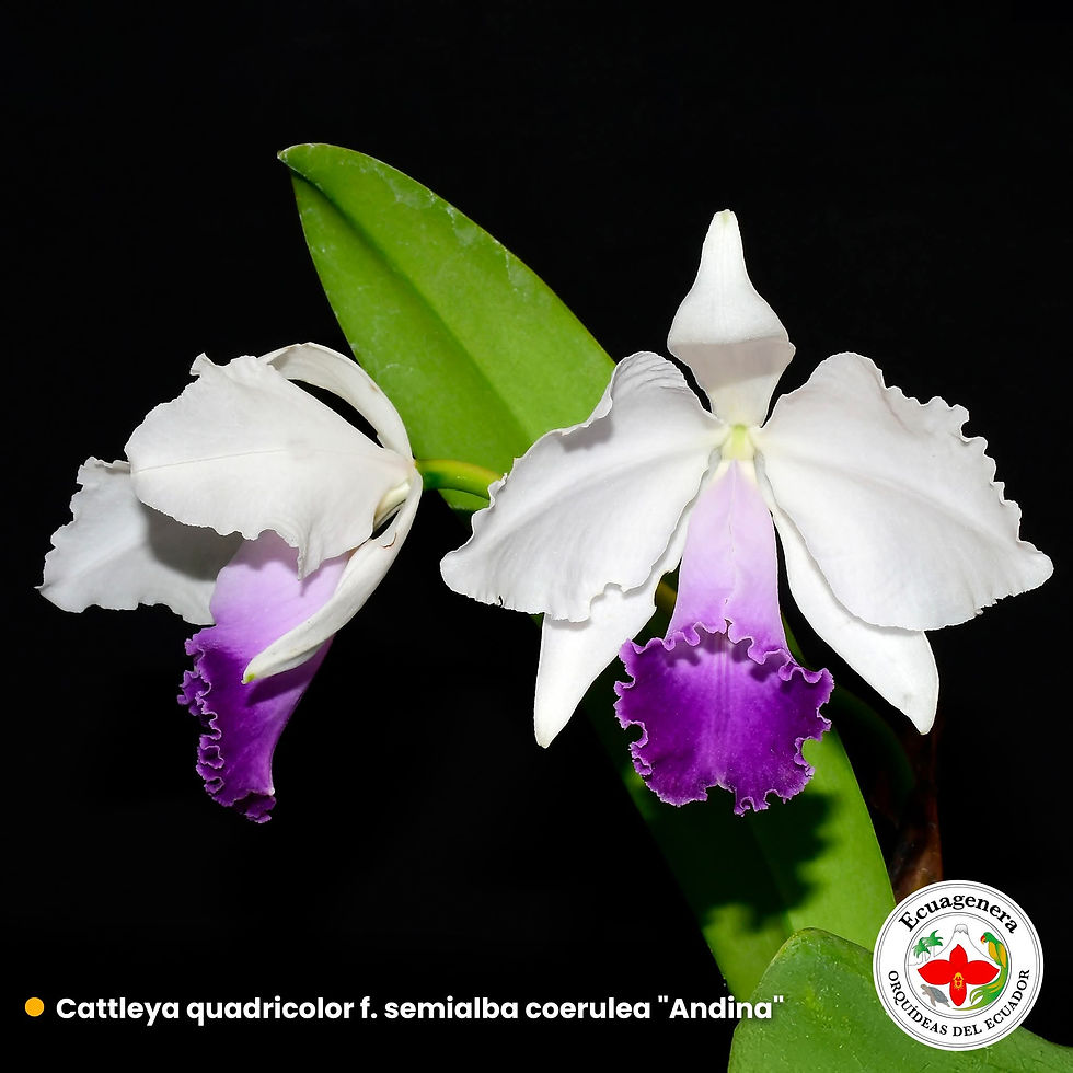 Thumbnail: Cattleya quadricolor coerulea x self