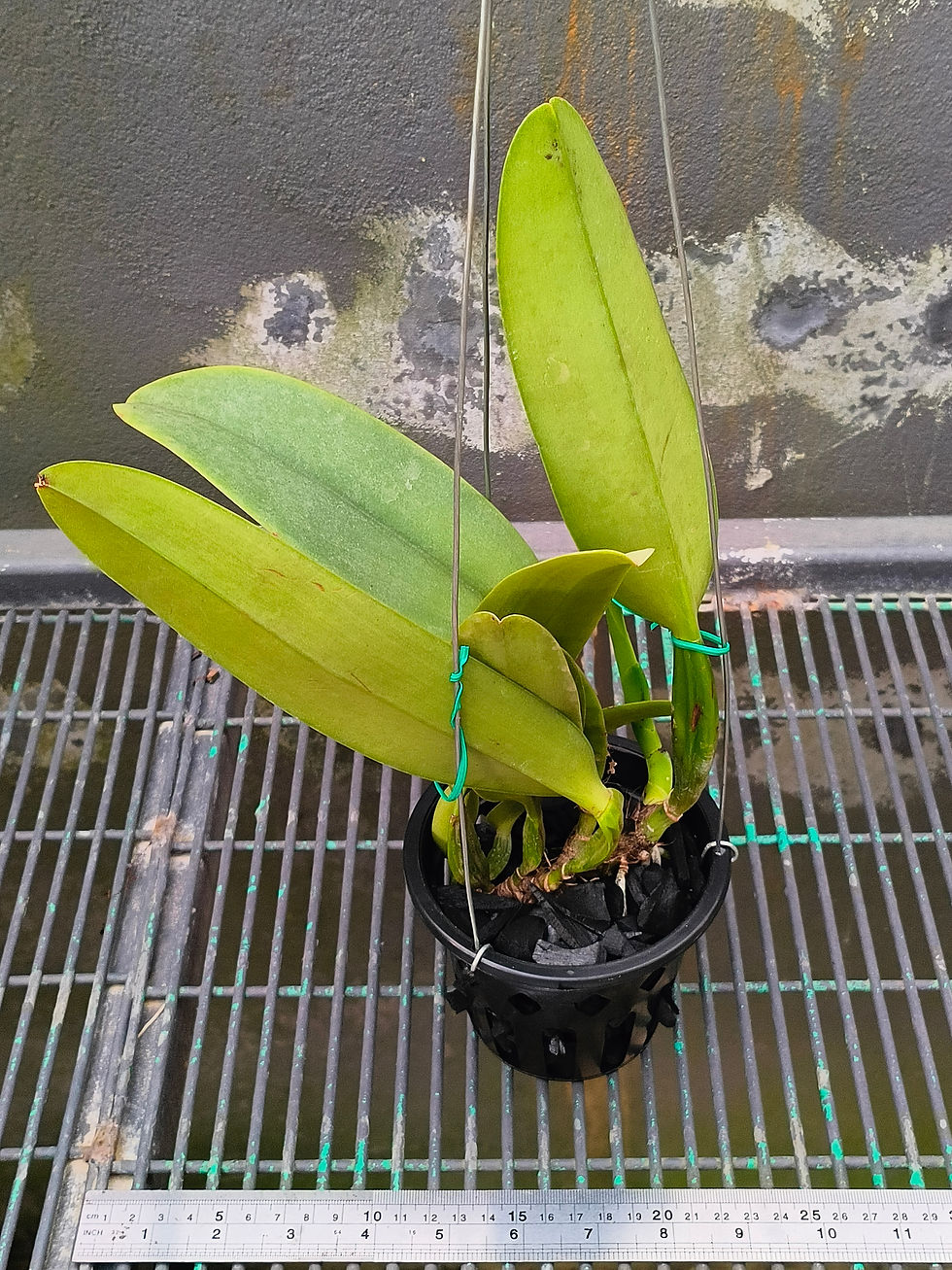 Thumbnail: Cattleya warneri albescens (Santa Tereza x Mausi Stern)