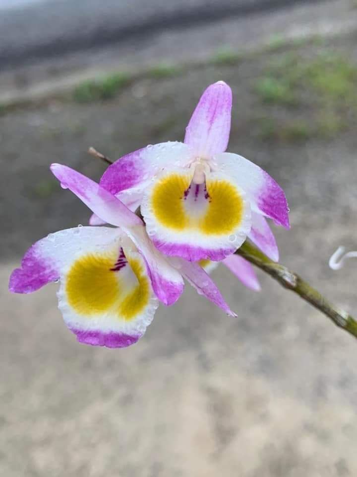 Thumbnail: Dendrobium gratiosissimum 