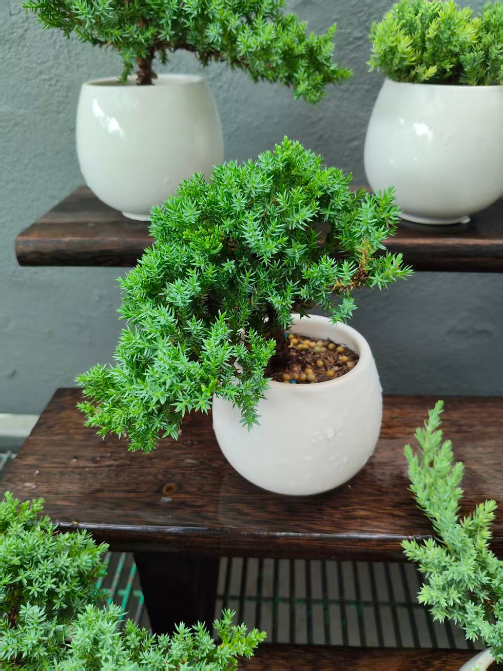 Thumbnail: Juniperus chinensis (New Zealand Pearl Cypress) bonsai