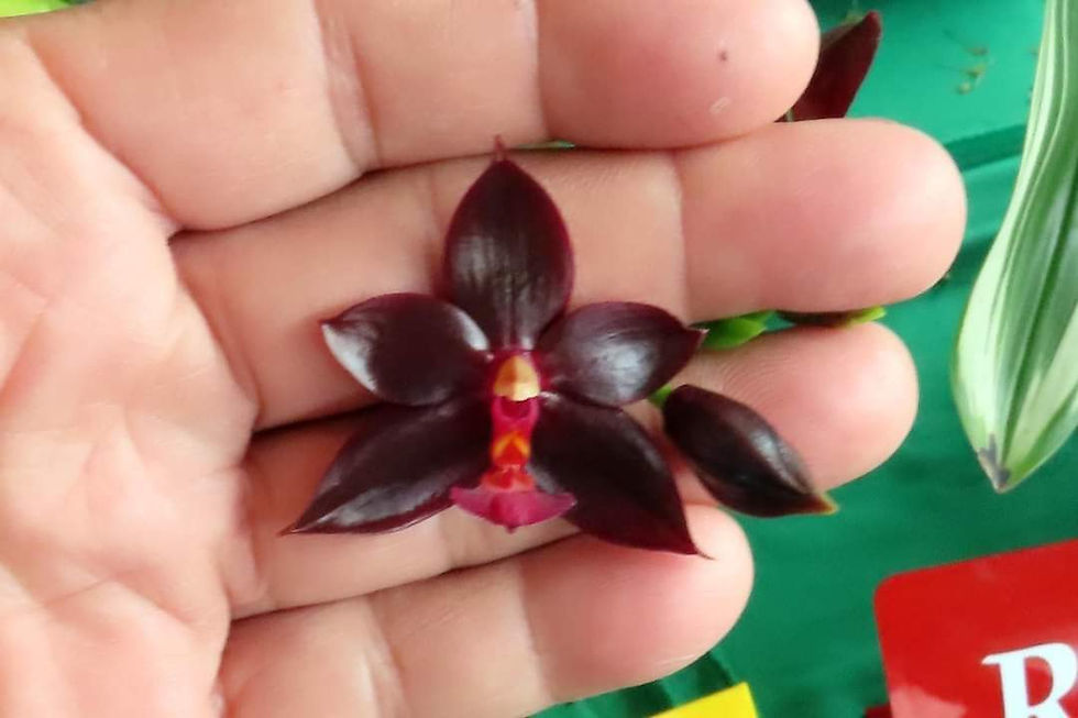 Thumbnail: Phalaenopsis Ipoh Red Gem x self 