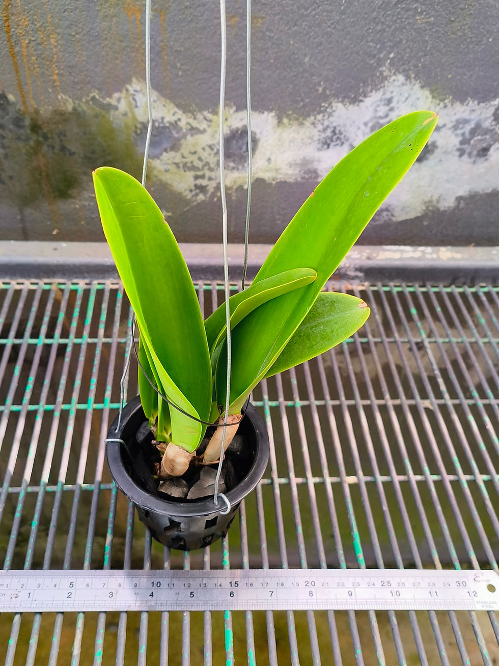 Thumbnail: Cattleya gaskelliana coerulea 'Blue Dragon' x 'Madou Tsai'