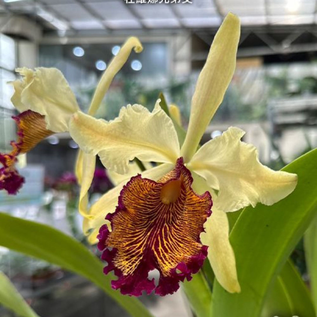 Cattleya dowiana var. aurea