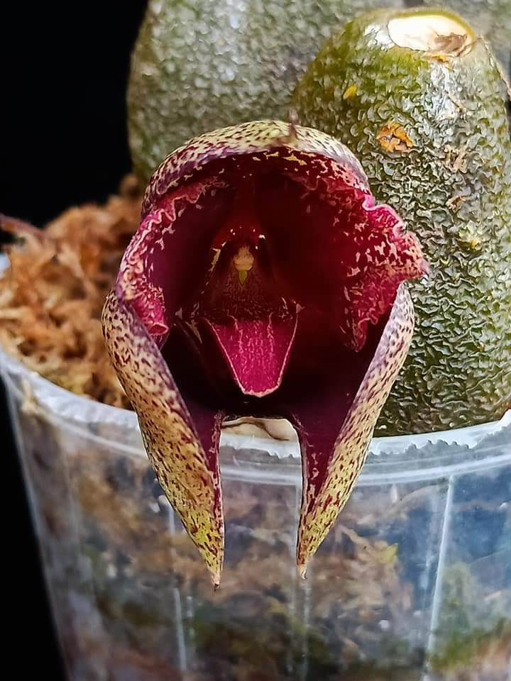 Thumbnail: Bulbophyllum macrobulbon