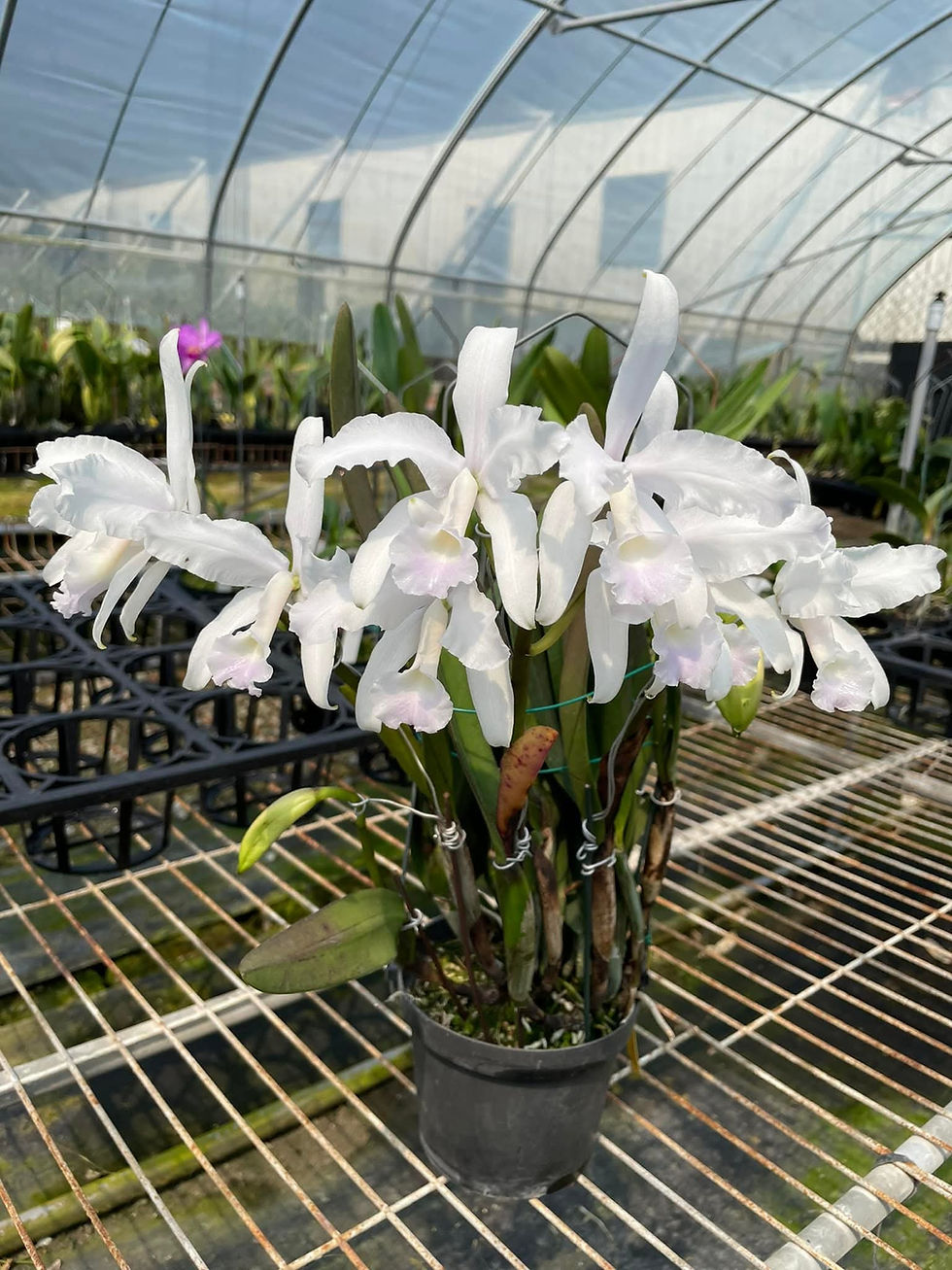 Thumbnail: Cattleya lawrenceana delicata