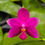 Thumbnail: Phalaenopsis violacea 'red' X indigo 'blue'