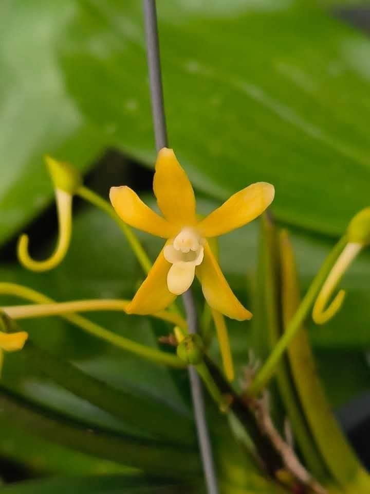 Thumbnail: Neofinetia falcata 'Kibana Shoyosei' 黄花