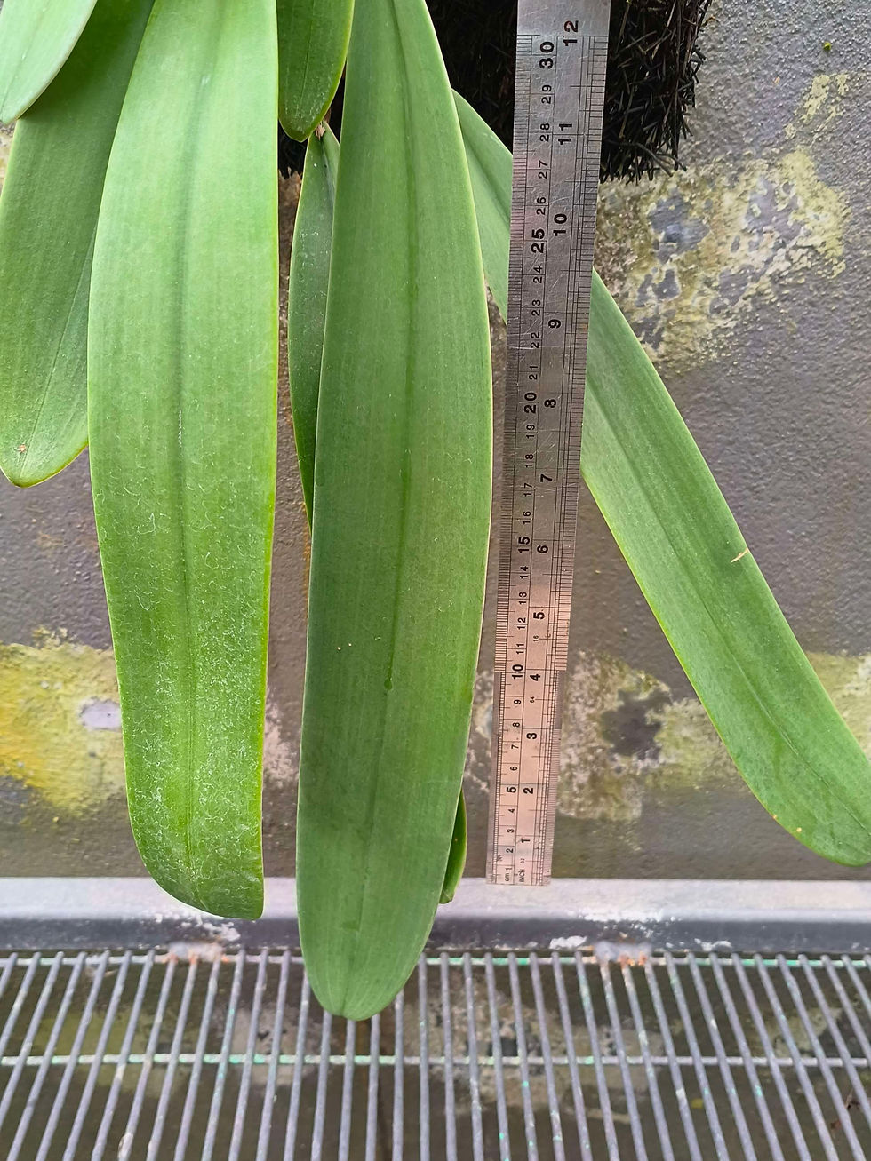 Thumbnail: Bulbophyllum fletcherianum 