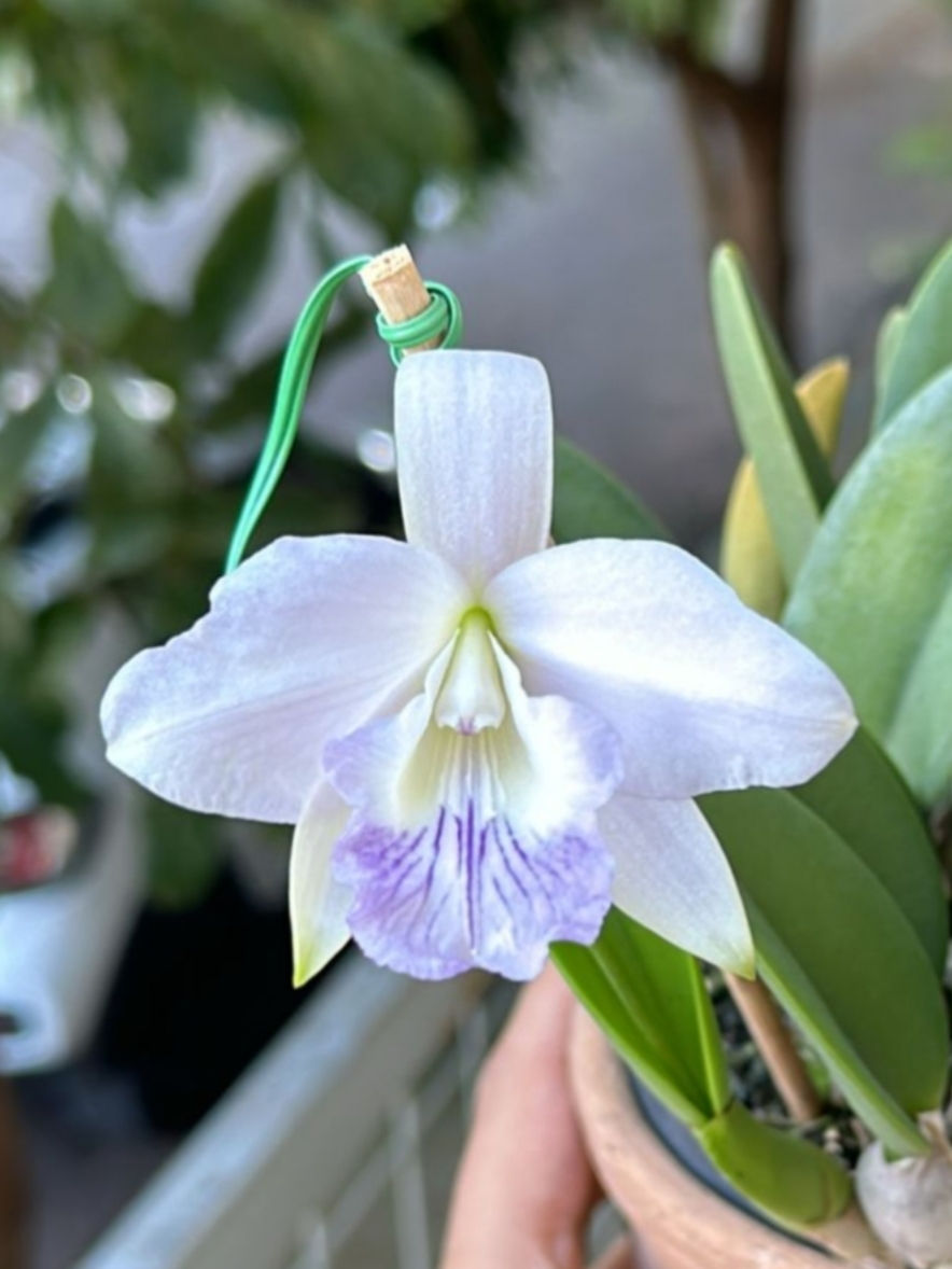 Thumbnail: Laelia sincorana coerulea