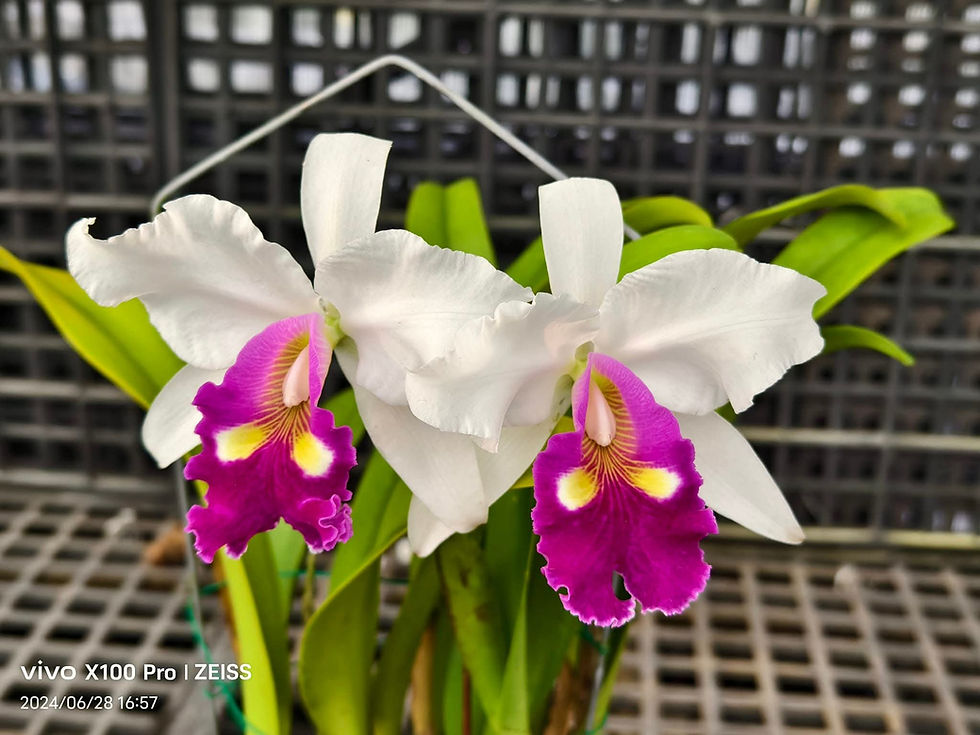 Thumbnail: Cattleya warscewiczii semi-alba 'Irgi' (OG)