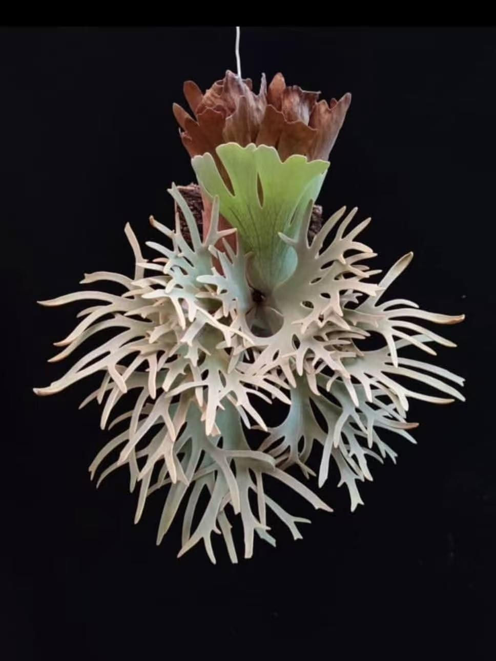 Thumbnail: Platycerium willinckii dwarf 'Totoro'