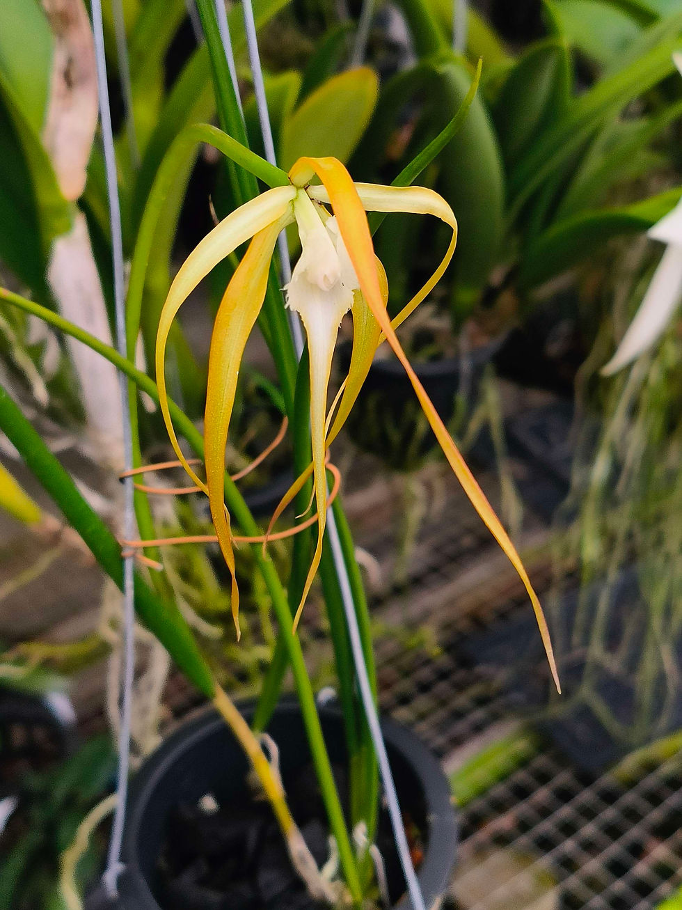 Thumbnail: Brassavola appendiculata