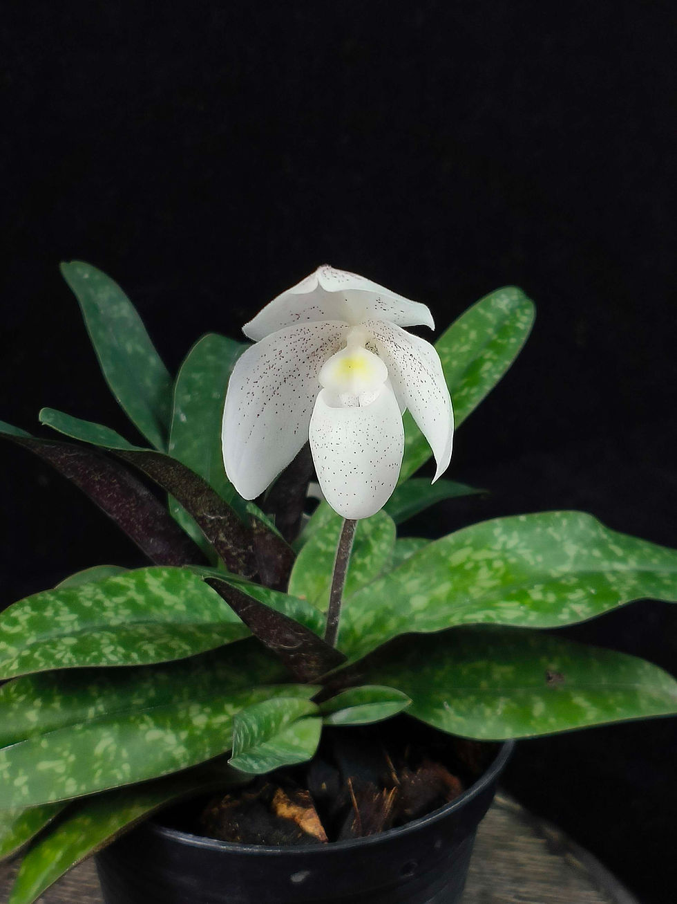 Thumbnail: Paphiopedilum niveum