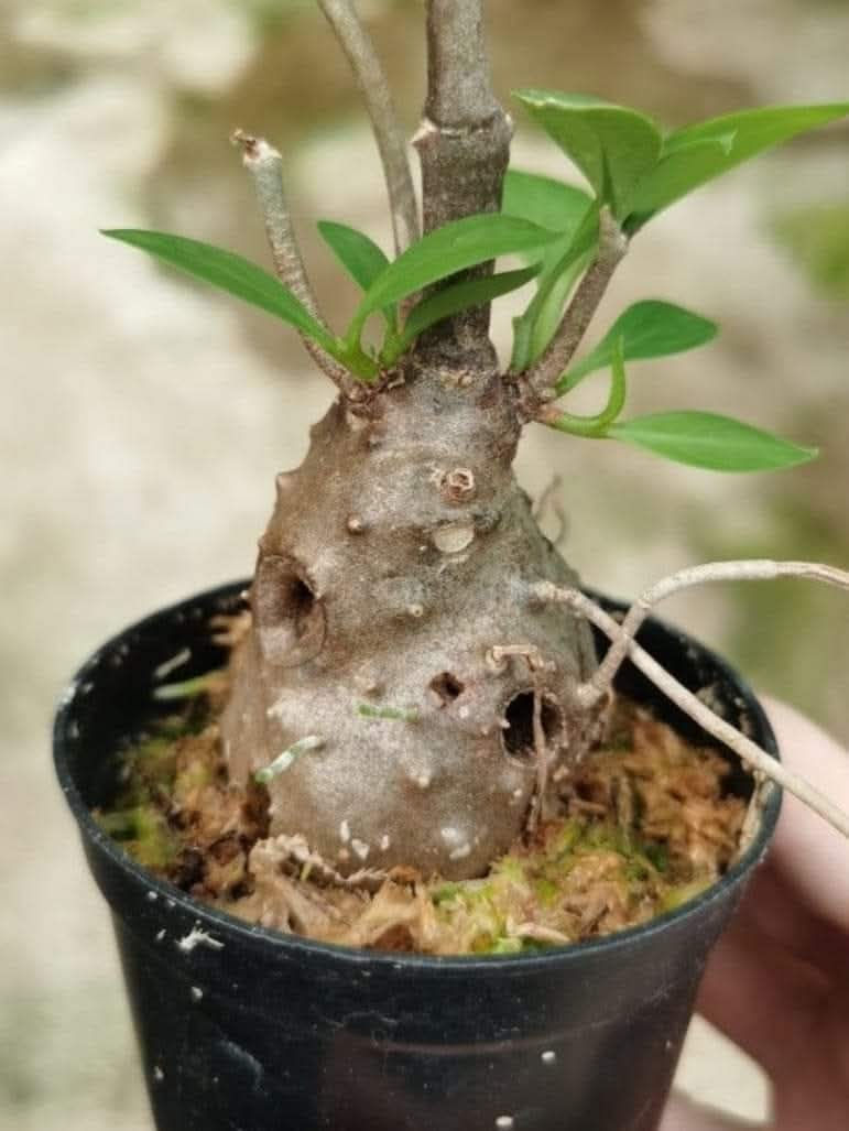 Thumbnail: Hydnophytum formicarum (ant plant) 