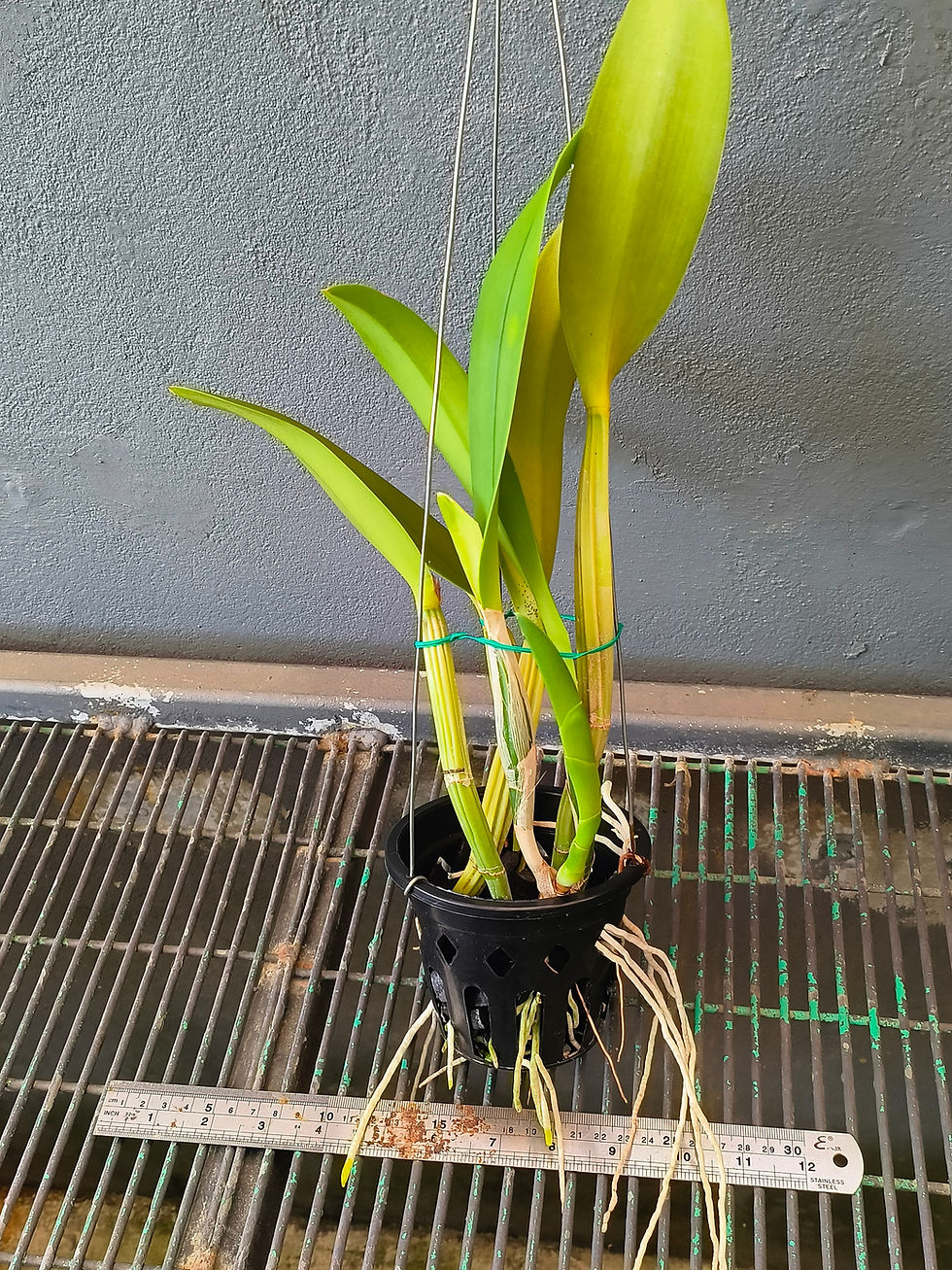 Thumbnail: Cattleya lueddemanniana coerulea 'Mulé Rendera'