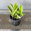 Thumbnail: Laelia sincorana coerulea