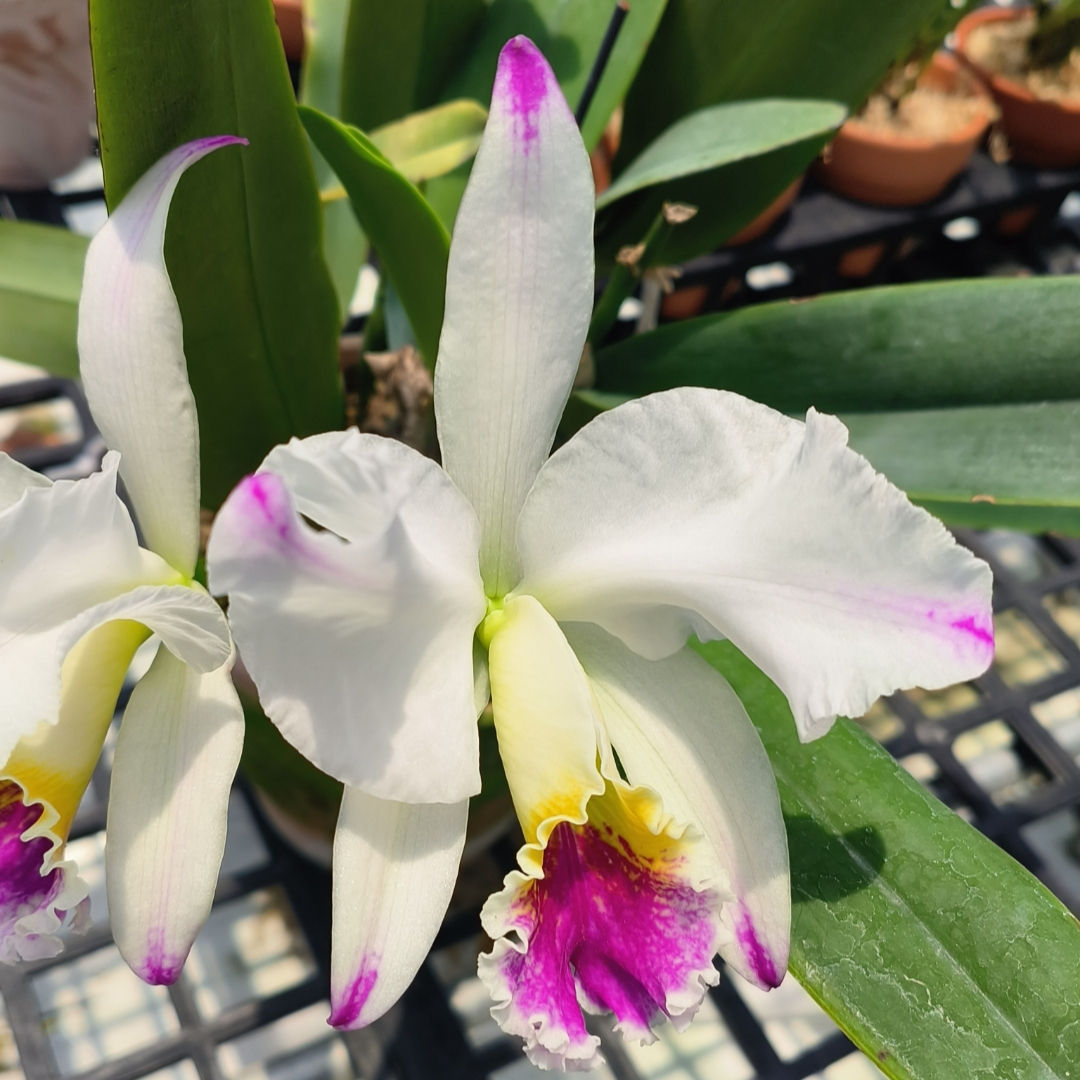 Cattleya mossiae flamea venosa 'Rayas#8'