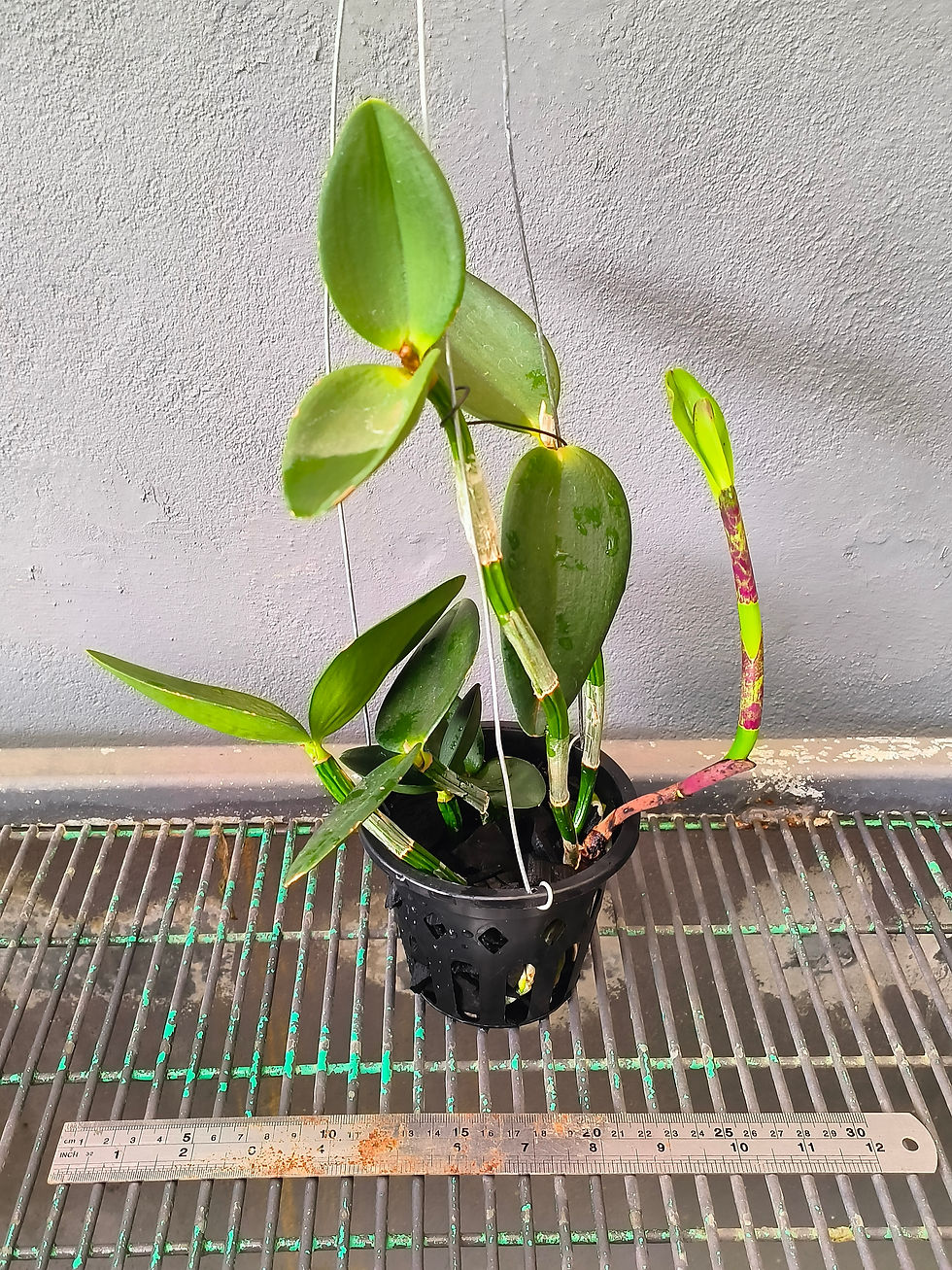 Thumbnail: Cattleya loddigesii var. punctata 'LOD1'