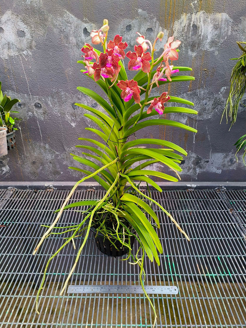 Thumbnail: Vanda Mimi Palmer 'red' 