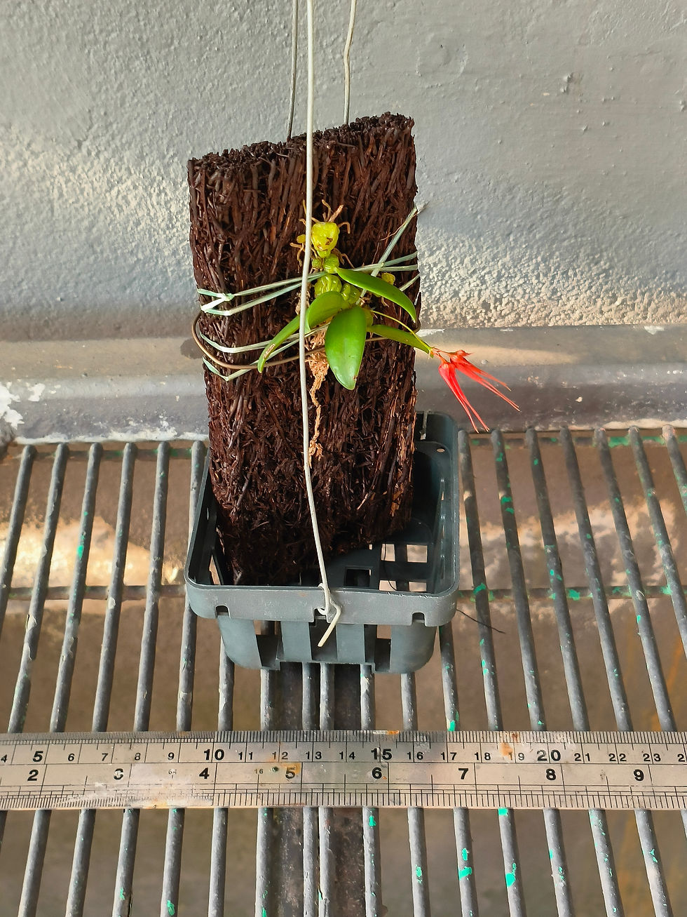 Thumbnail: Bulbophyllum sridithii