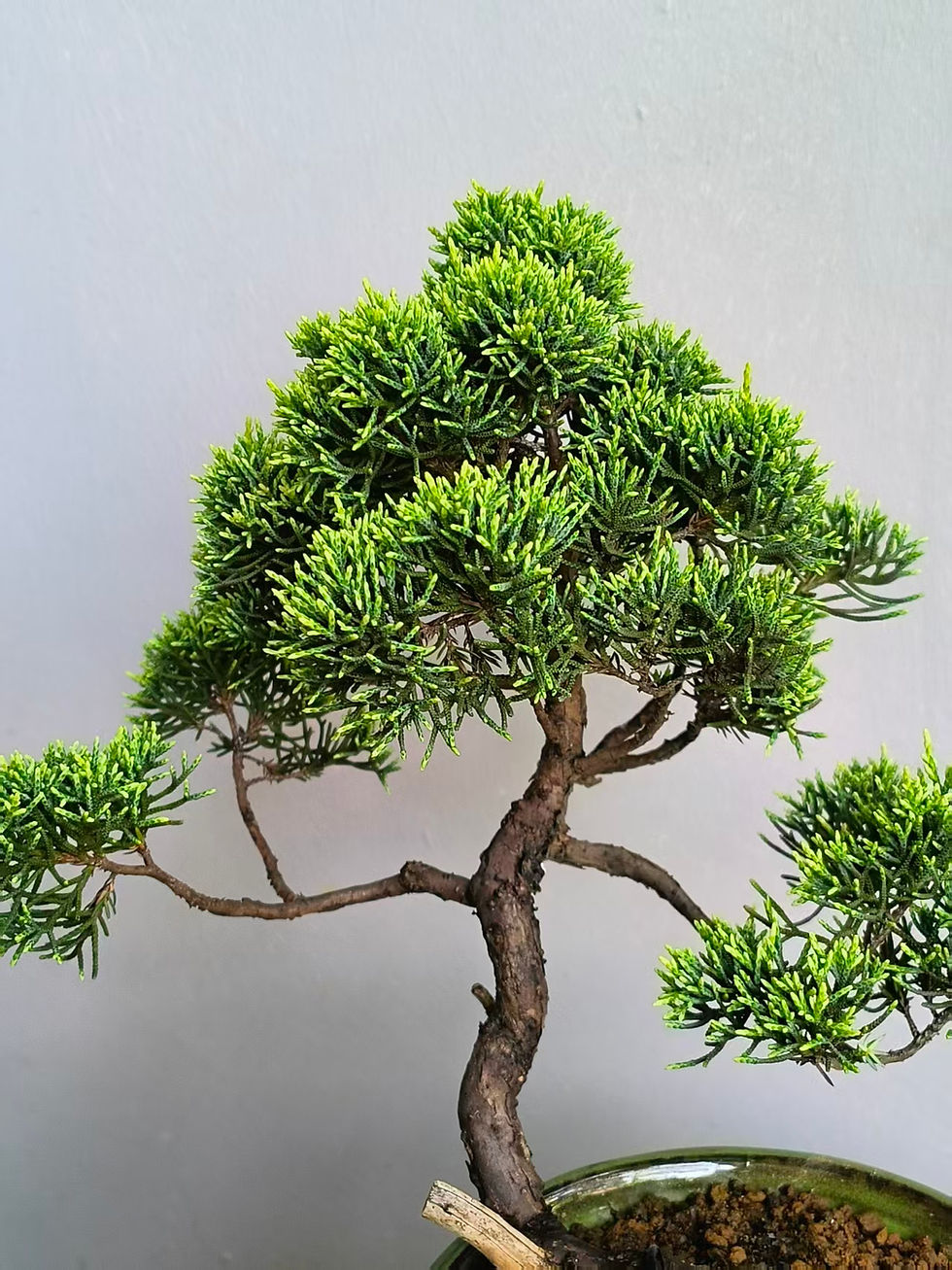 Thumbnail: Juniperus chinensis (Japanese Itoigawa Shimpaku 日本糸魚川真柏) bonsai