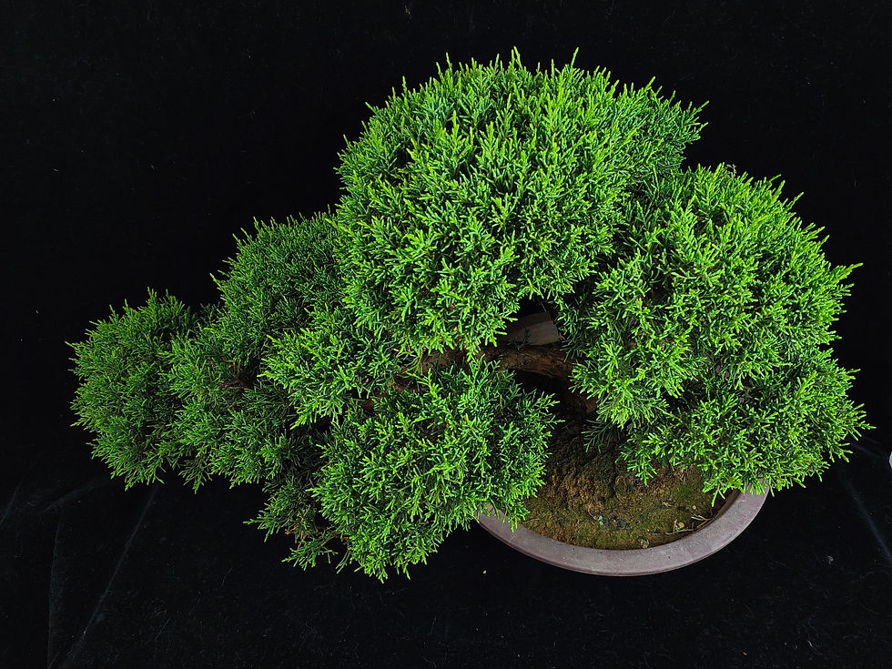 Thumbnail: Juniperus chinensis (Japanese Itoigawa Shimpaku 日本糸魚川真柏) bonsai