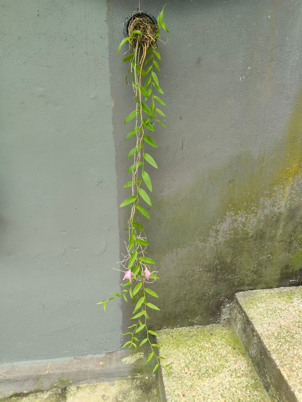 Thumbnail: Dendrobium aphyllum 'dark pink'