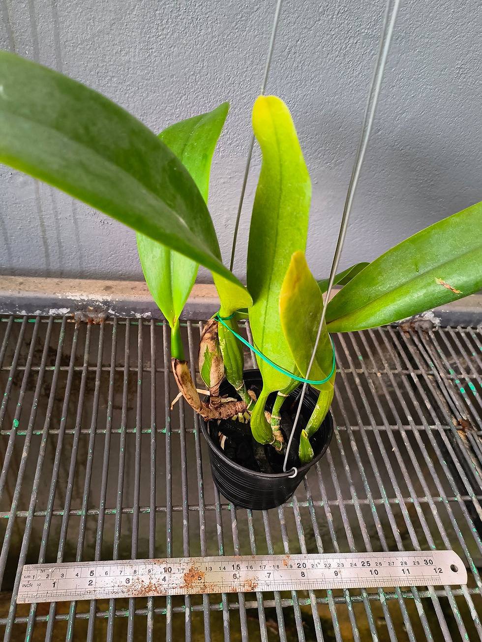 Thumbnail: Cattleya trianae trilabelo 'News' OA
