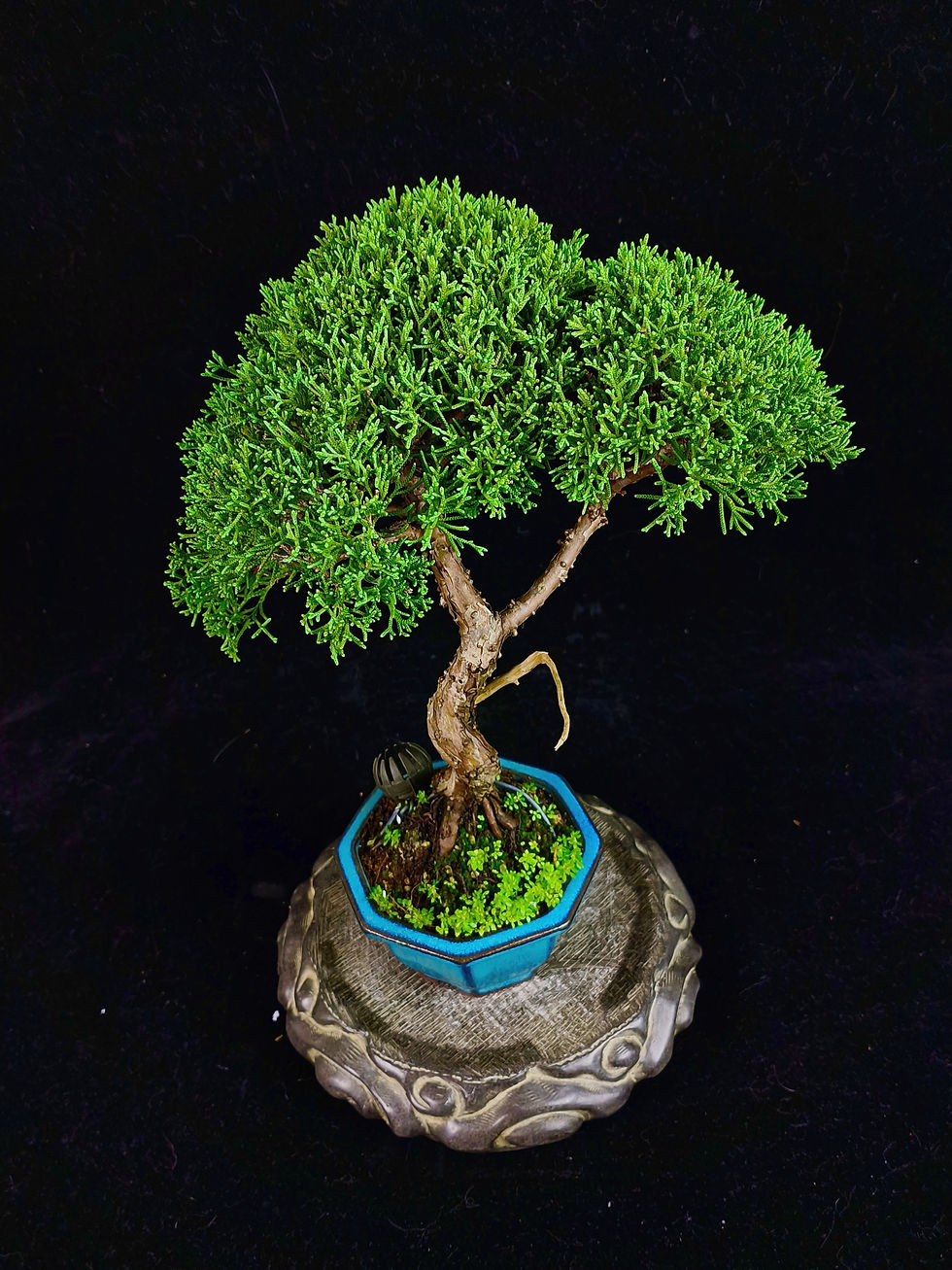 Thumbnail: Juniperus chinensis (Japanese Itoigawa Shimpaku 日本糸魚川真柏) bonsai