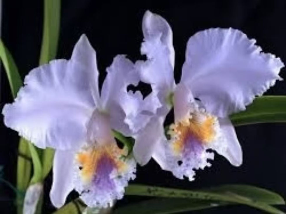Thumbnail: Cattleya mossiae coerulea 'Blue Hawaii Gold Lip'