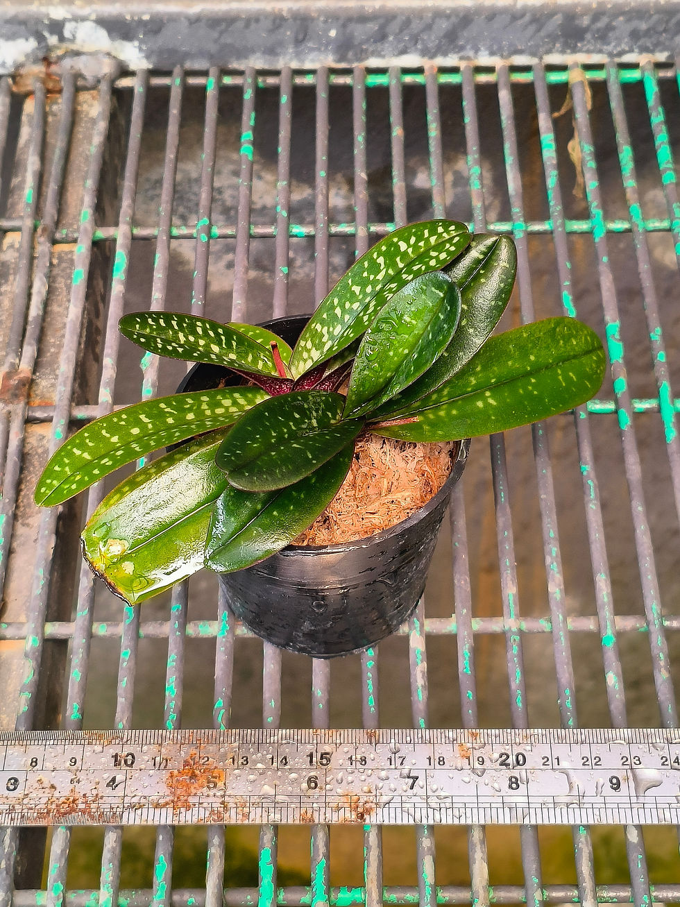 Thumbnail: Paphiopedilum thaianum