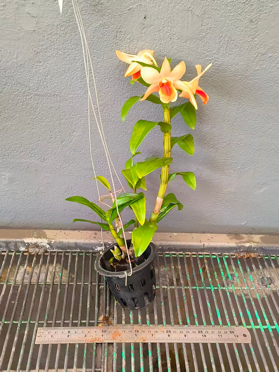 Thumbnail: Dendrobium Sophia Ang 'Orange'