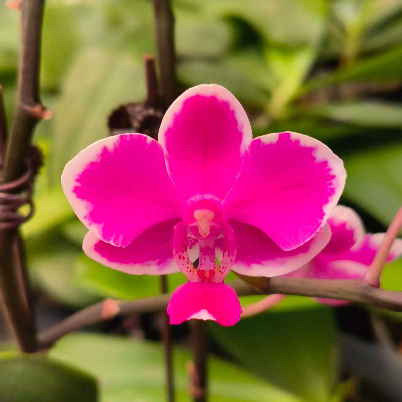Phalaenopsis Queen Beer 'Splash Variegated'