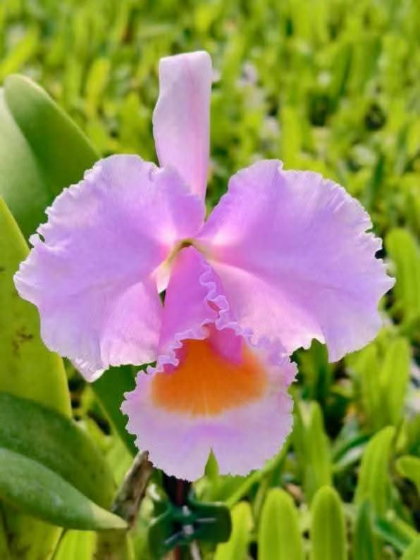 Thumbnail: Cattleya schroederae f. oscura 'Monroe' TC