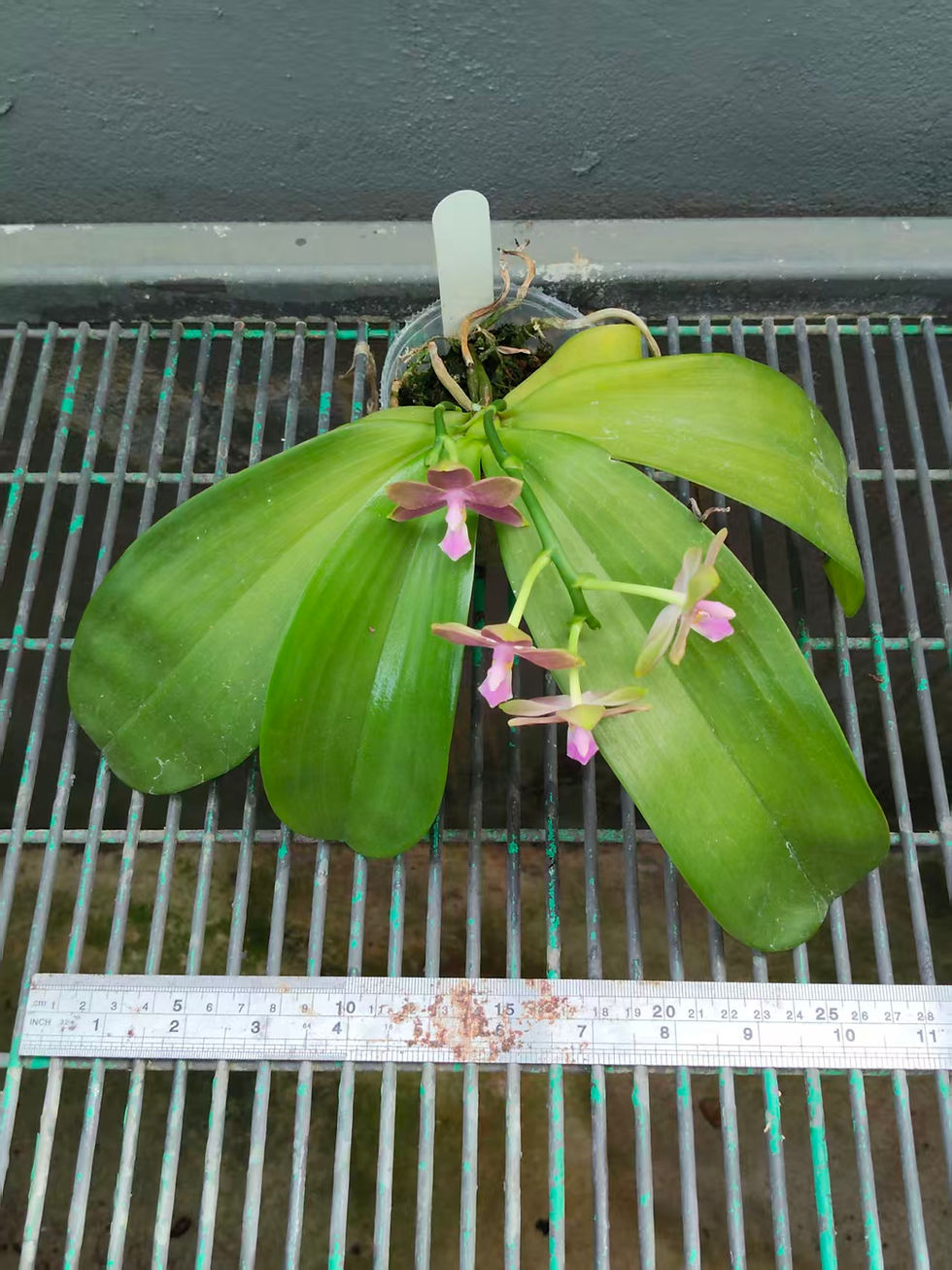 Thumbnail: Phalaenopsis Hwa Yuan HCI