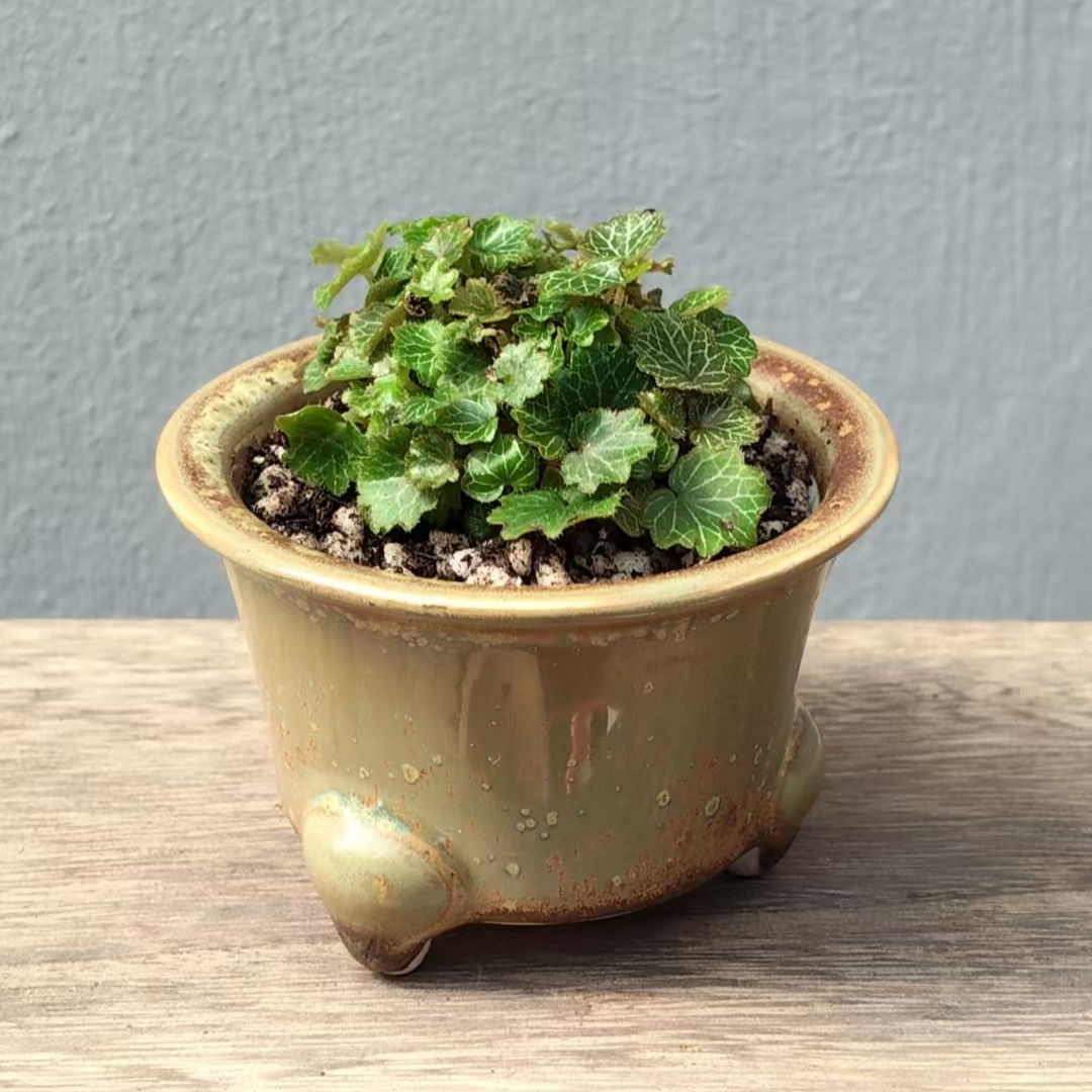 Micro strawberry begonia (Saxifraga stolonifera)