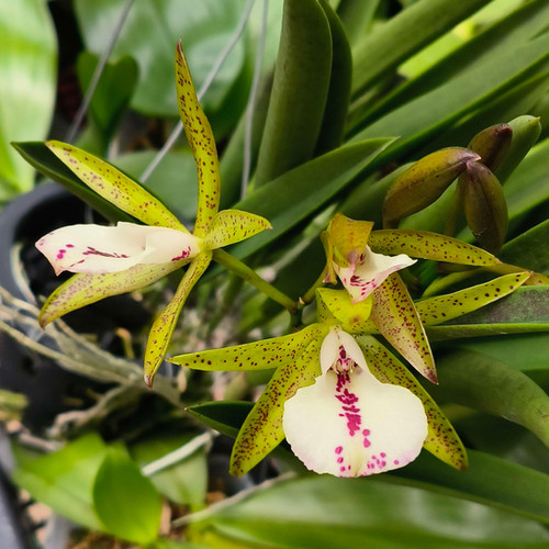 Bc. Jairak Little Star website