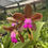 Thumbnail: Cattleya tigrina Tipo 'Caramel'